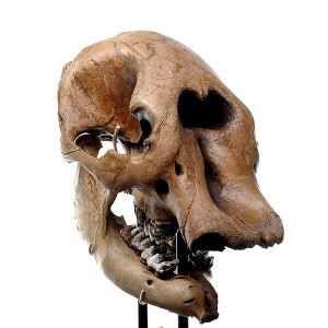 PhotoSpherix Mastodon Head