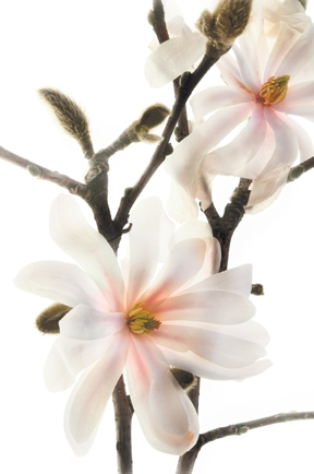 This artisanal pigment print “Star Magnolia” is featured in the Botanique limited edition portfolio of floral images. Botanique shows the type of art that can be created with the new digital workflow and backlighting technique Harold Davis invented to create luminous translucent imagery. The image looks fantastic on Moab Moenkopi Unryu Washi paper. Photo: ©Harold Davis